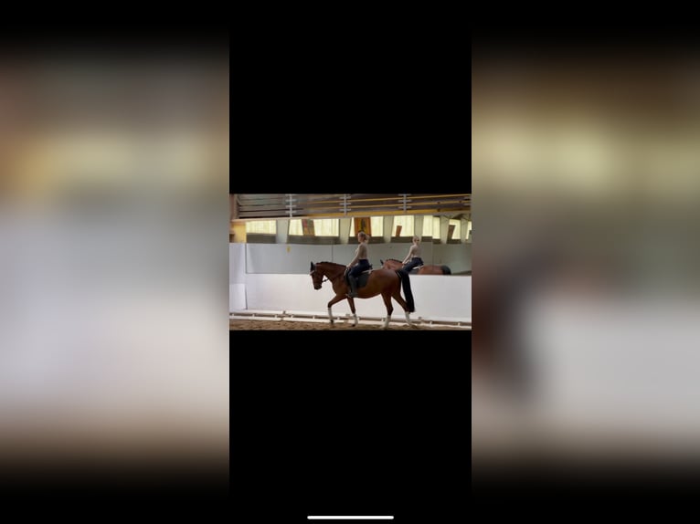 Cheval de sport allemand Hongre 4 Ans 161 cm Bai in Strausberg