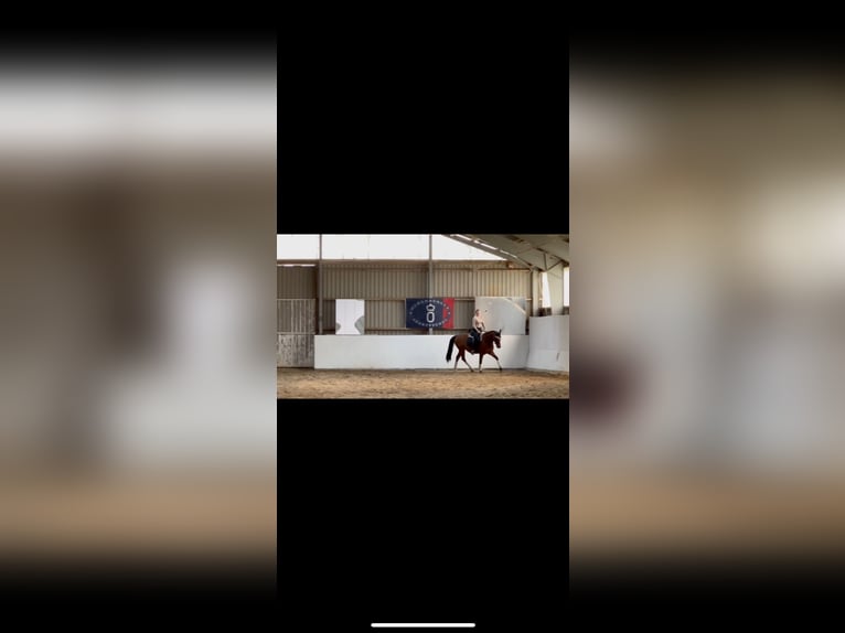 Cheval de sport allemand Hongre 4 Ans 161 cm Bai in Strausberg