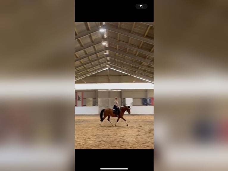Cheval de sport allemand Hongre 4 Ans 161 cm Bai in Strausberg