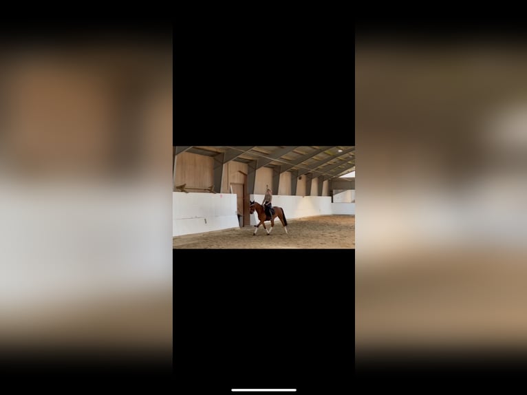 Cheval de sport allemand Hongre 4 Ans 161 cm Bai in Strausberg