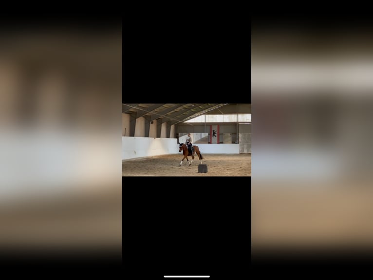 Cheval de sport allemand Hongre 4 Ans 161 cm Bai in Strausberg