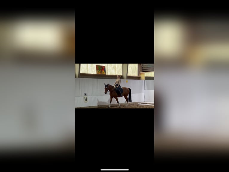 Cheval de sport allemand Hongre 4 Ans 161 cm Bai in Strausberg