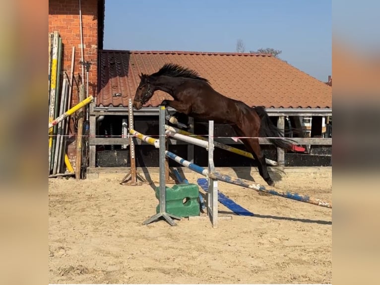 Cheval de sport allemand Hongre 4 Ans 161 cm Bai in Gronau (Leine)