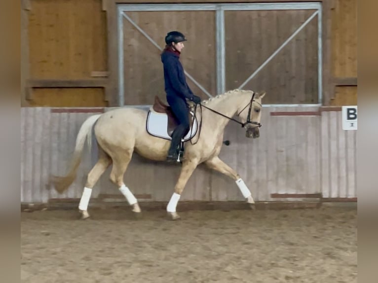 Cheval de sport allemand Hongre 4 Ans 161 cm Palomino in Schenklengsfeld