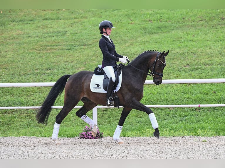 Cheval de sport allemand Hongre 4 Ans 162 cm Bai in Gomadingen