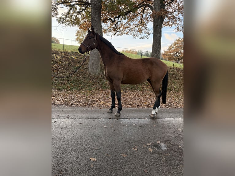 Cheval de sport allemand Hongre 4 Ans 162 cm Bai in Daldorf