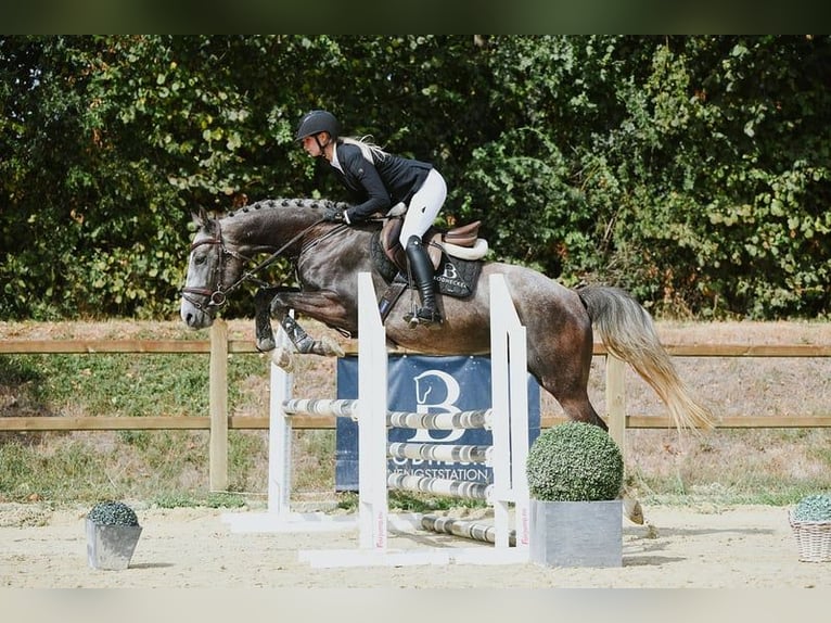 Cheval de sport allemand Hongre 4 Ans 162 cm Gris in Riedstadt