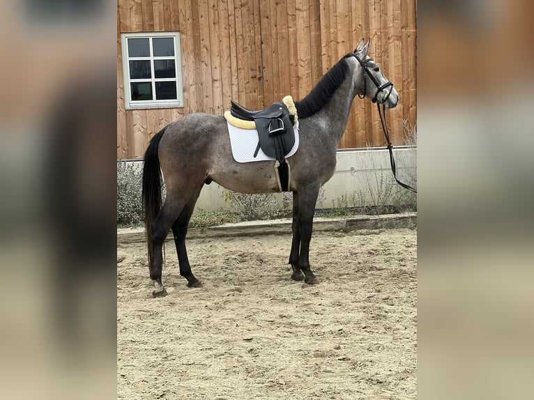 Cheval de sport allemand Hongre 4 Ans 162 cm Gris pommelé in Passail