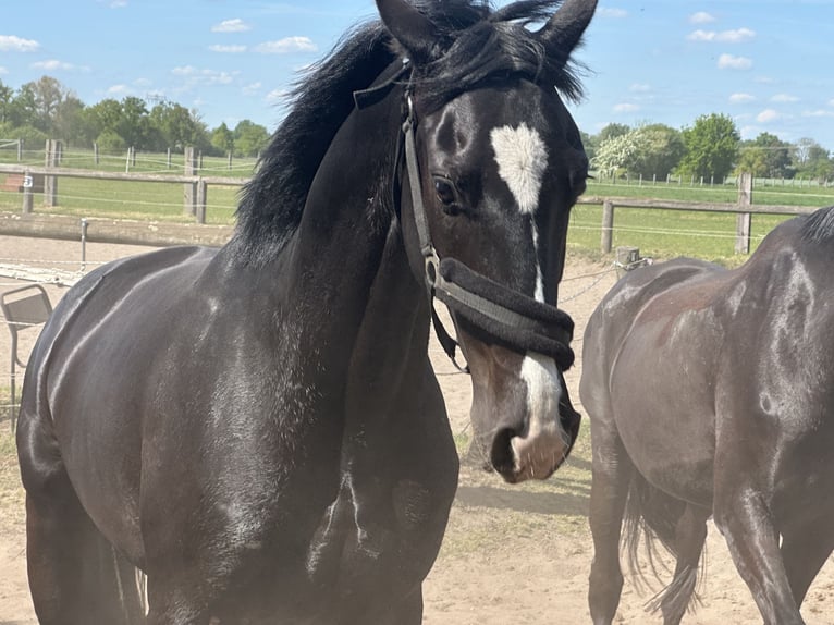 Cheval de sport allemand Hongre 4 Ans 162 cm Noir in Mittenwalde