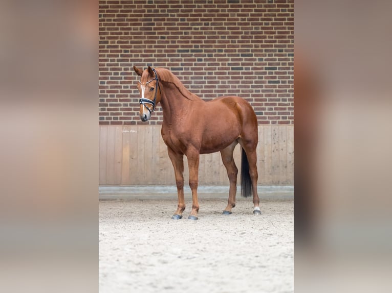 Cheval de sport allemand Hongre 4 Ans 163 cm Alezan in Goch