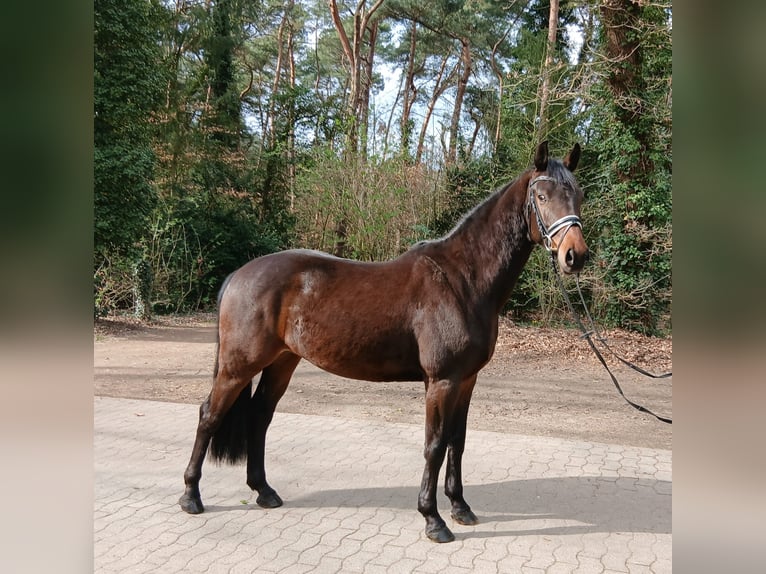 Cheval de sport allemand Hongre 4 Ans 163 cm Bai brun in Kirchdorf