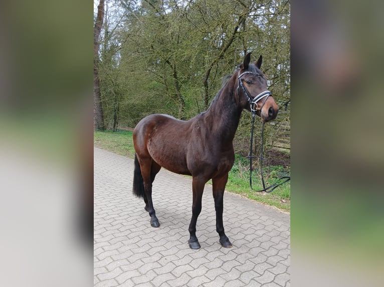 Cheval de sport allemand Hongre 4 Ans 163 cm Bai brun in Kirchdorf