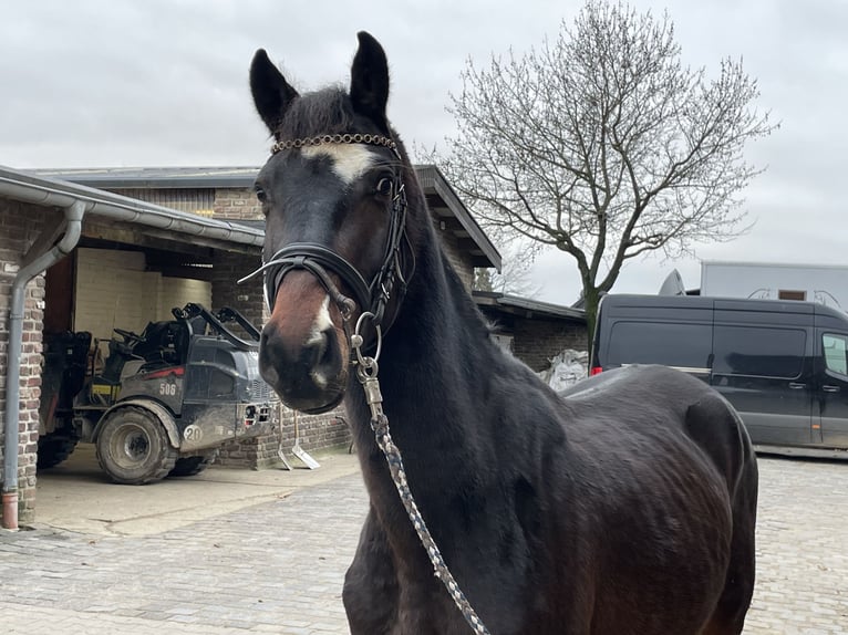 Cheval de sport allemand Hongre 4 Ans 163 cm Bai brun in Grevenbroich