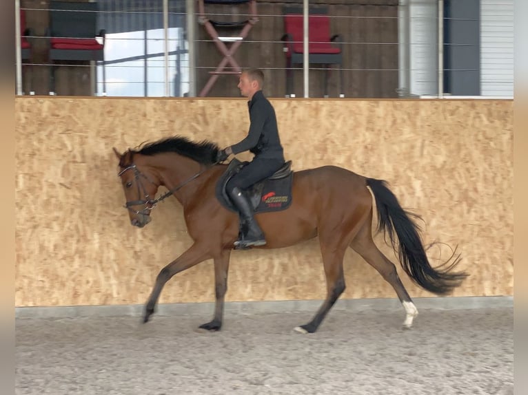 Cheval de sport allemand Hongre 4 Ans 163 cm Bai in Neustadt in Sachsen