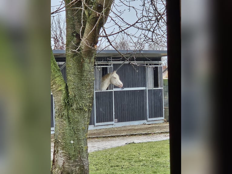 Cheval de sport allemand Hongre 4 Ans 163 cm Cremello in Pulheim