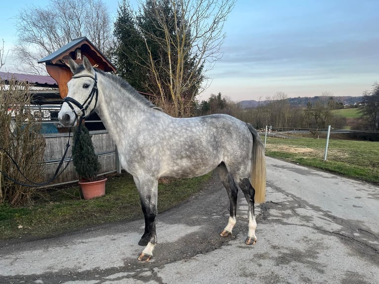 Cheval de sport allemand Hongre 4 Ans 163 cm Gris in Schwäbisch Gmünd