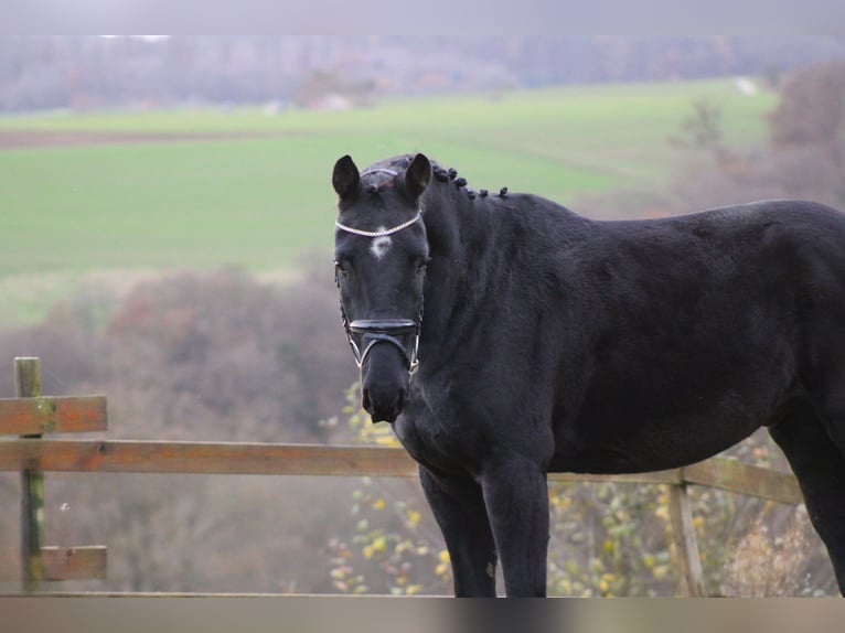 Cheval de sport allemand Hongre 4 Ans 163 cm Noir in Holzheim