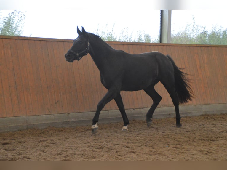 Cheval de sport allemand Hongre 4 Ans 163 cm Noir in Wulkow