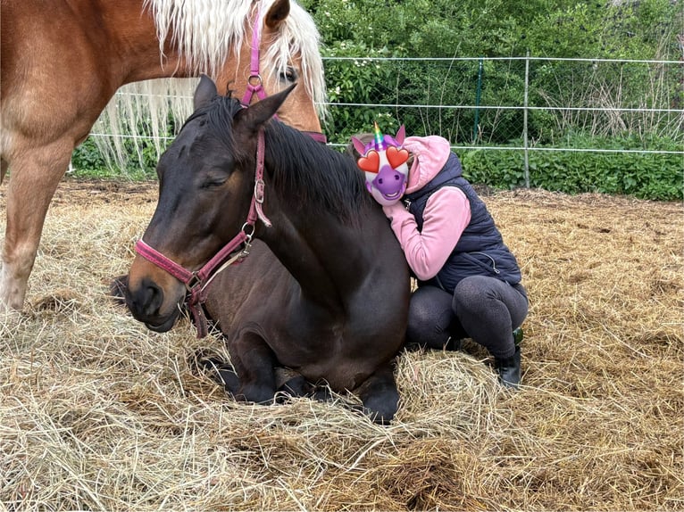 Cheval de sport allemand Hongre 4 Ans 164 cm Bai brun in Kolkwitz