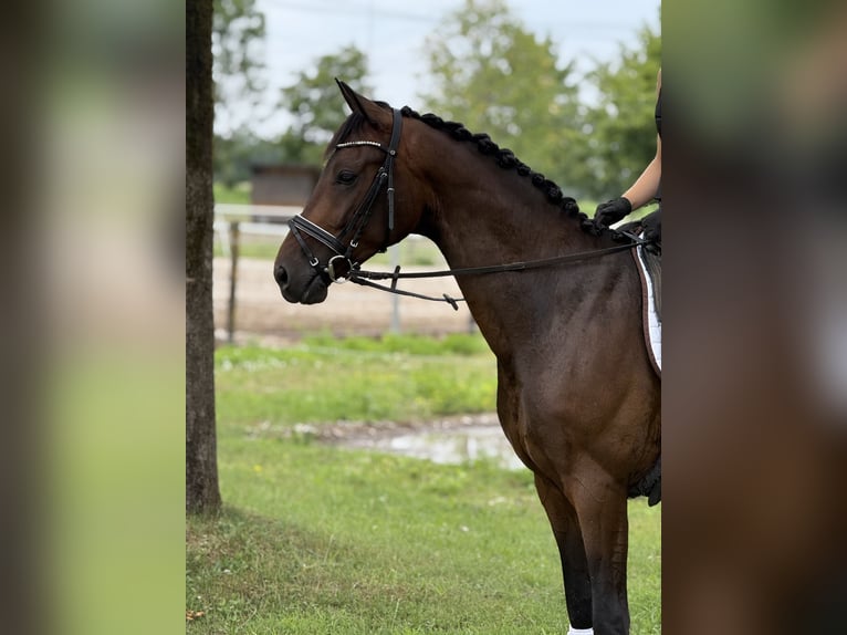 Cheval de sport allemand Hongre 4 Ans 164 cm Bai brun in Karlsfeld
