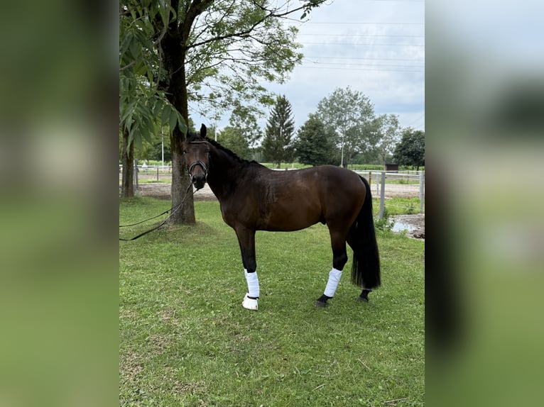 Cheval de sport allemand Hongre 4 Ans 164 cm Bai brun in Karlsfeld