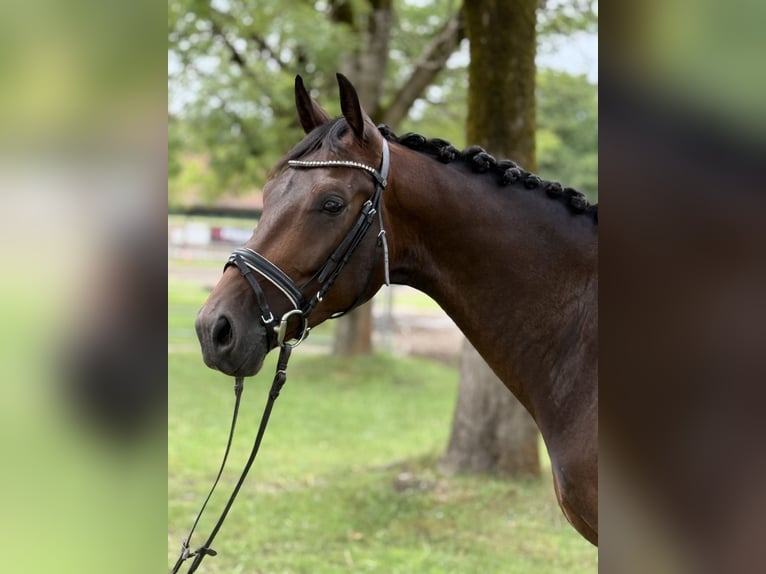 Cheval de sport allemand Hongre 4 Ans 164 cm Bai brun in Karlsfeld