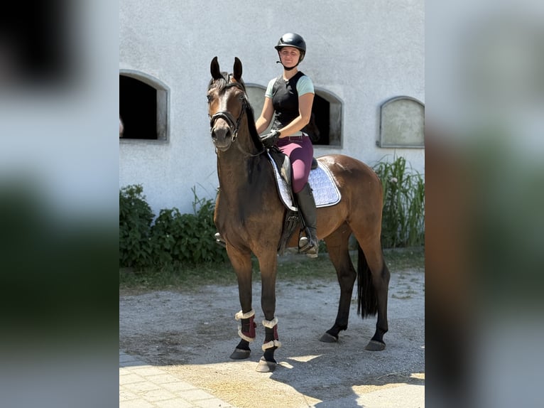 Cheval de sport allemand Hongre 4 Ans 164 cm Bai brun in Karlsfeld