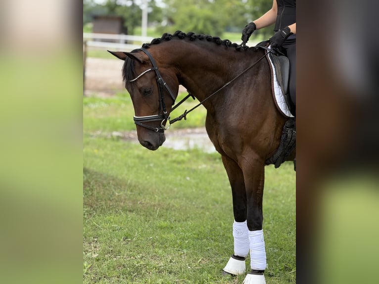 Cheval de sport allemand Hongre 4 Ans 164 cm Bai brun in Vechta