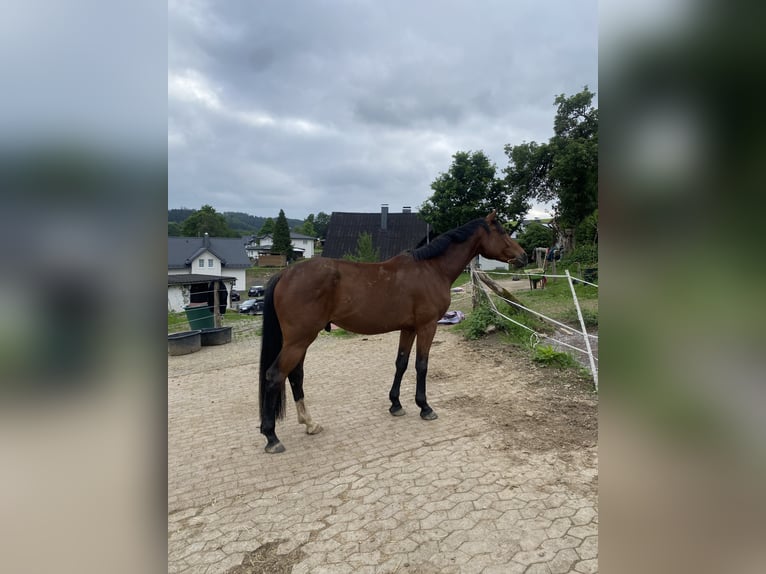 Cheval de sport allemand Hongre 4 Ans 164 cm Bai in Drolshagen