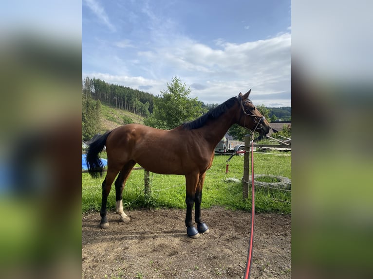 Cheval de sport allemand Hongre 4 Ans 164 cm Bai in Drolshagen