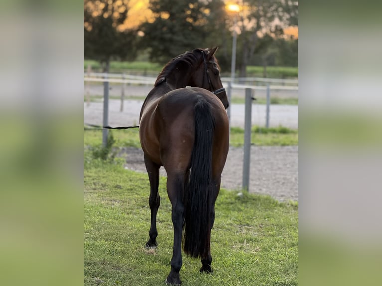 Cheval de sport allemand Hongre 4 Ans 164 cm Bai in Vechta