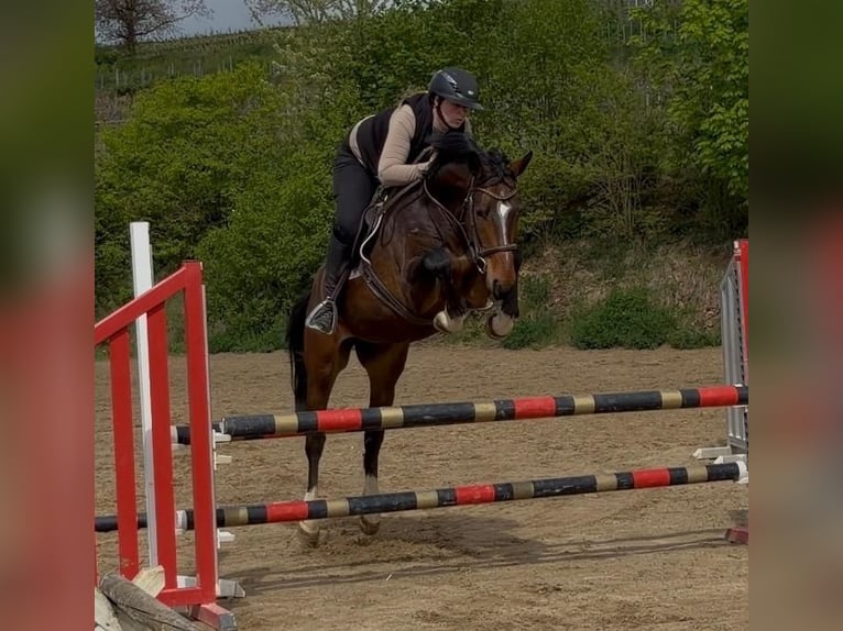 Cheval de sport allemand Hongre 4 Ans 164 cm Bai in Stadecken-Elsheim