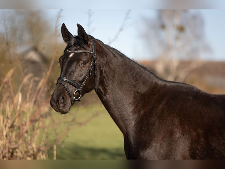 Cheval de sport allemand Hongre 4 Ans 164 cm Noir in Wulkow