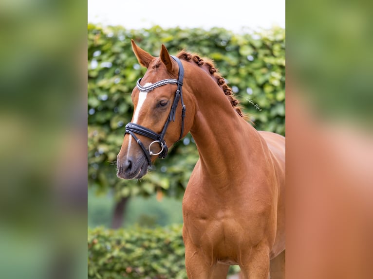 Cheval de sport allemand Hongre 4 Ans 165 cm Alezan in Goch