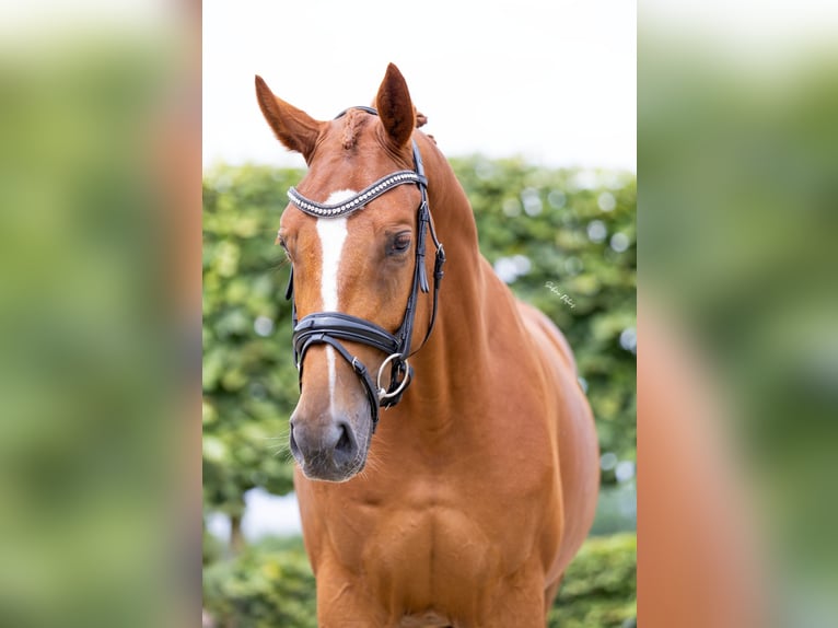 Cheval de sport allemand Hongre 4 Ans 165 cm Alezan in Goch