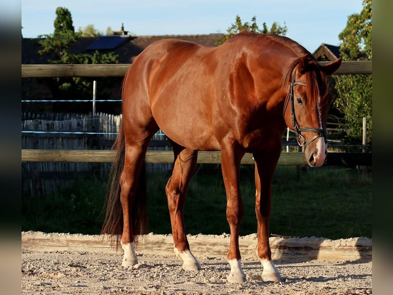 Cheval de sport allemand Hongre 4 Ans 165 cm Alezan in Mechernich