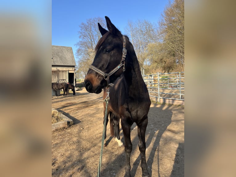 Cheval de sport allemand Hongre 4 Ans 165 cm Bai brun in Callenberg