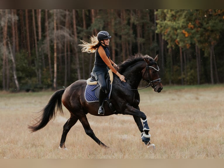 Cheval de sport allemand Hongre 4 Ans 165 cm Bai brun in Sieversdorf-Hohenhofen