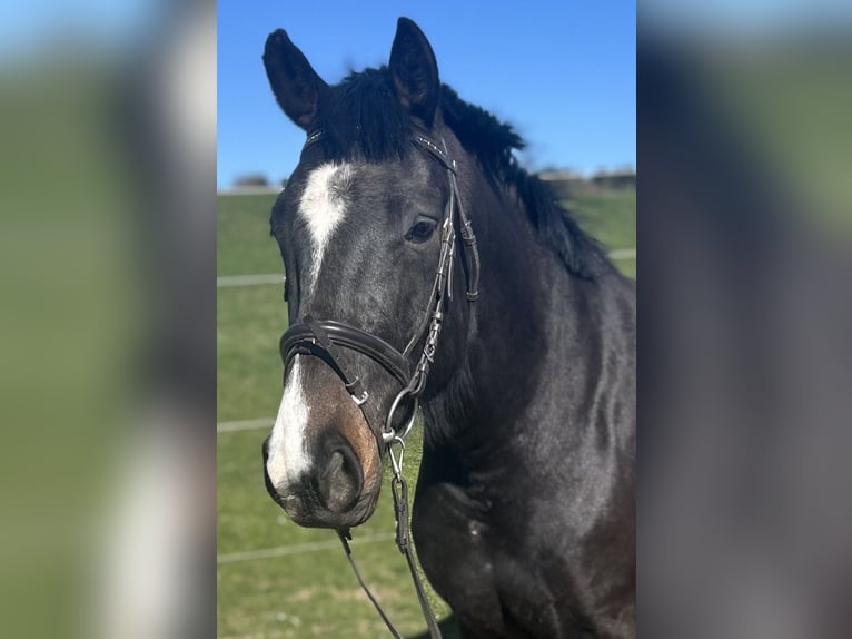 Cheval de sport allemand Hongre 4 Ans 165 cm Bai brun in Herdwangen-Sch&#xF6;nach