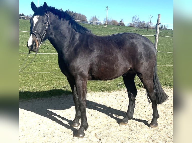 Cheval de sport allemand Hongre 4 Ans 165 cm Bai brun in Herdwangen-Sch&#xF6;nach