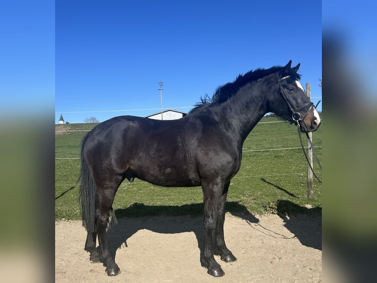 Cheval de sport allemand Hongre 4 Ans 165 cm Bai brun in Herdwangen-Sch&#xF6;nach