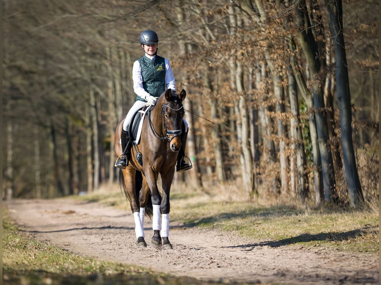Cheval de sport allemand Hongre 4 Ans 165 cm Bai brun foncé in Moritzburg