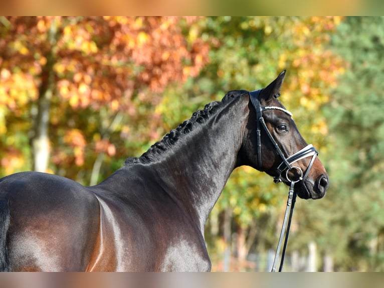 Cheval de sport allemand Hongre 4 Ans 165 cm Bai brun in Kamern