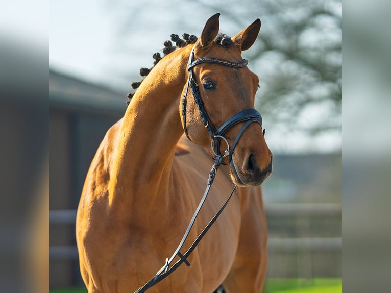 Cheval de sport allemand Hongre 4 Ans 165 cm Bai in Münster-Handorf