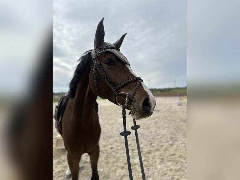 Cheval de sport allemand Hongre 4 Ans 165 cm Bai in Rauschwitz