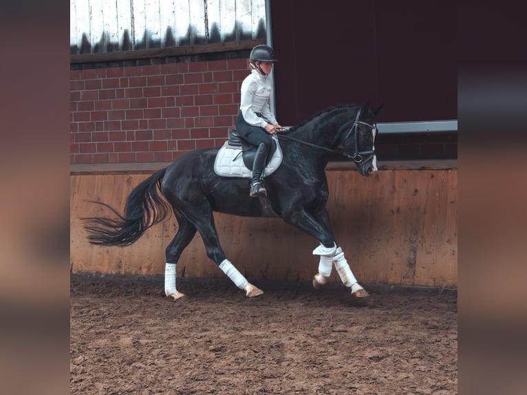 Cheval de sport allemand Hongre 4 Ans 165 cm in Dorsten