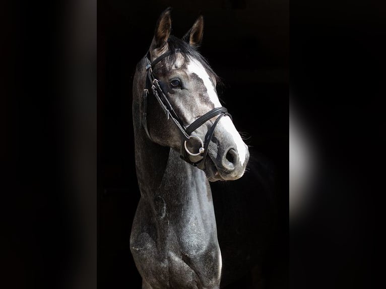 Cheval de sport allemand Hongre 4 Ans 165 cm Gris in Kolkwitz
