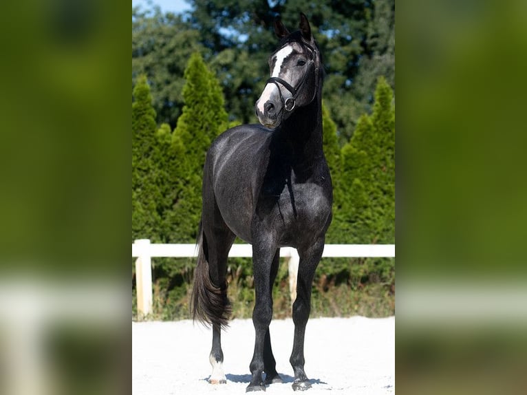 Cheval de sport allemand Hongre 4 Ans 165 cm Gris in Kolkwitz