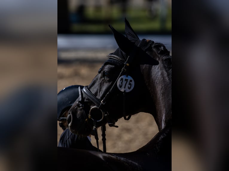 Cheval de sport allemand Hongre 4 Ans 165 cm Noir in Bad Wörishofen