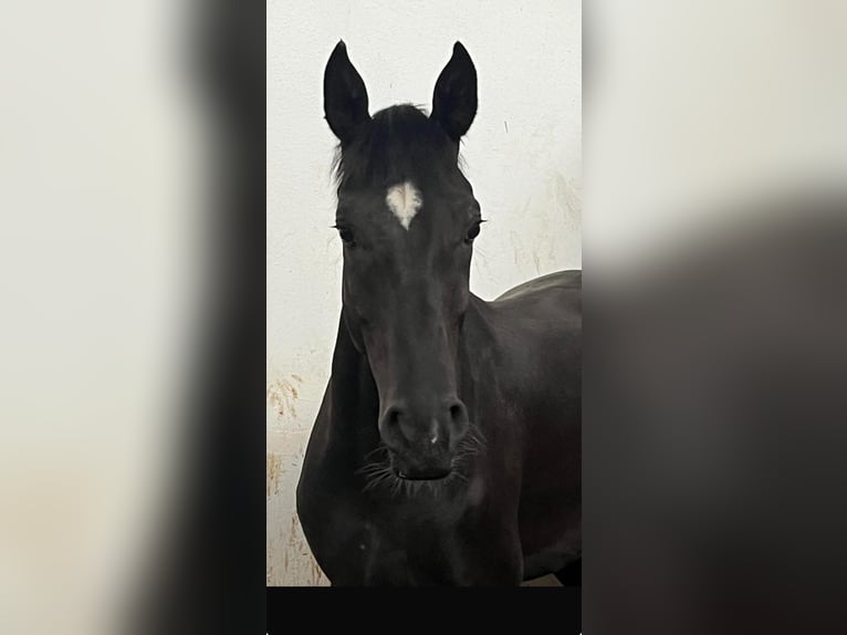 Cheval de sport allemand Hongre 4 Ans 165 cm Noir in Dachau